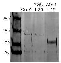 AGO2 | Argonaute 2 in the group Antibodies Plant/Algal  / Environmental Stress / Pathogen attack at Agrisera AB (Antibodies for research) (AS13 2682)